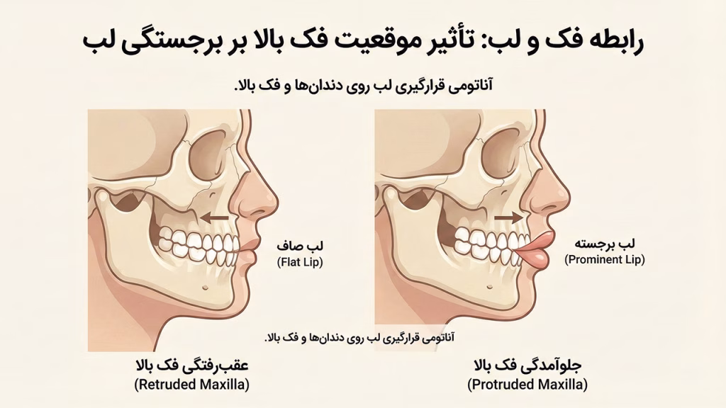 حمایت استخوان فک بالا از لب